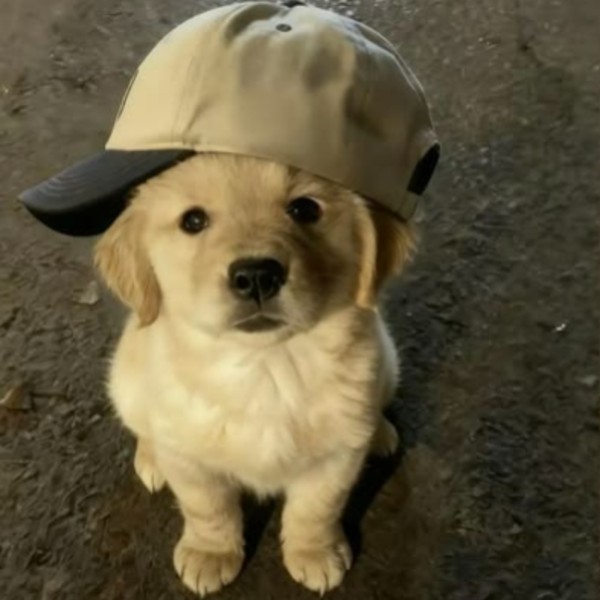 ᗩKᑌᖇOY. 🐕