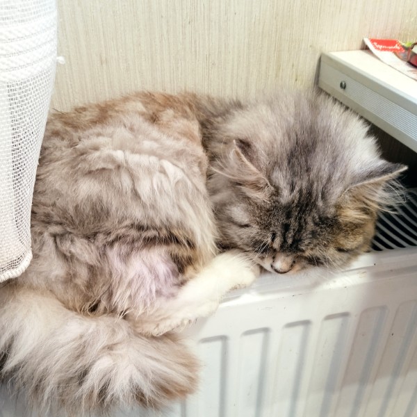 Тина