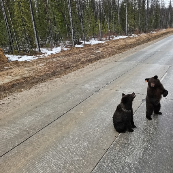 Санек