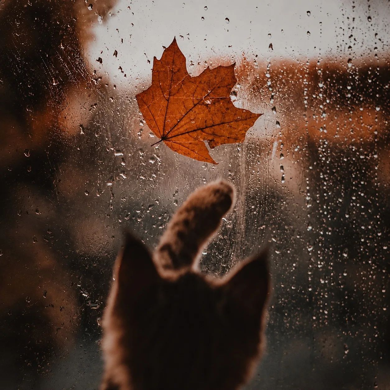 𝓓𝓮𝓪𝓭⋆🍁