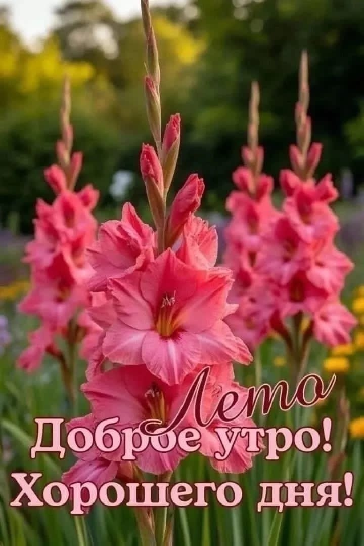Ксюха