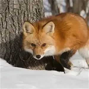 lisichka