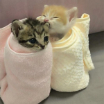 Мои подруги