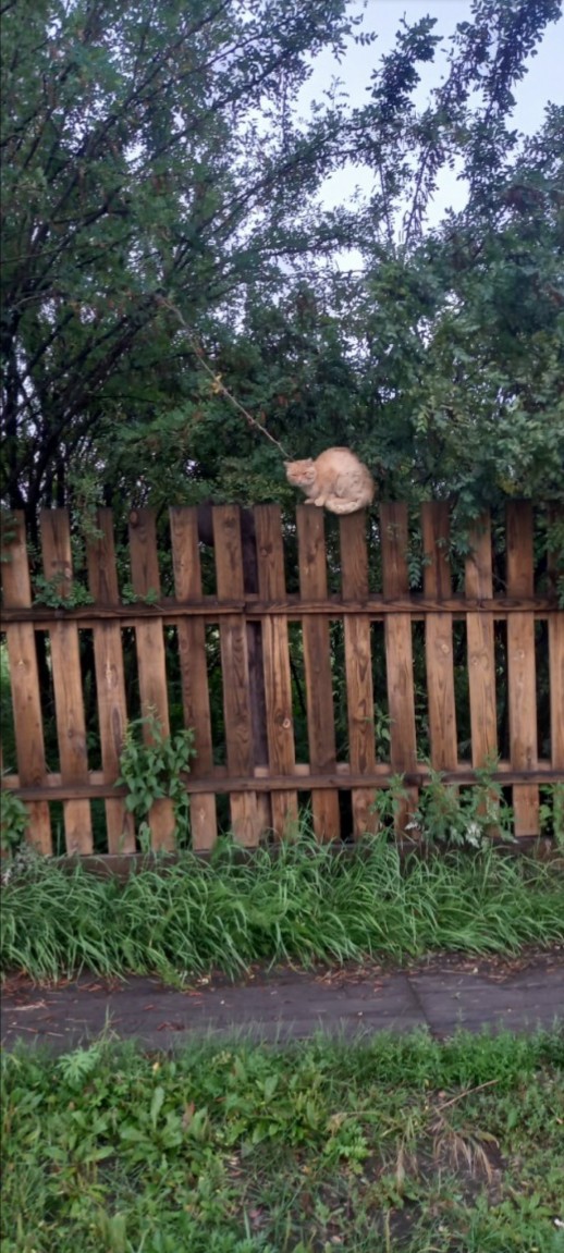 Кошак позировал и улыбался в камеру👹