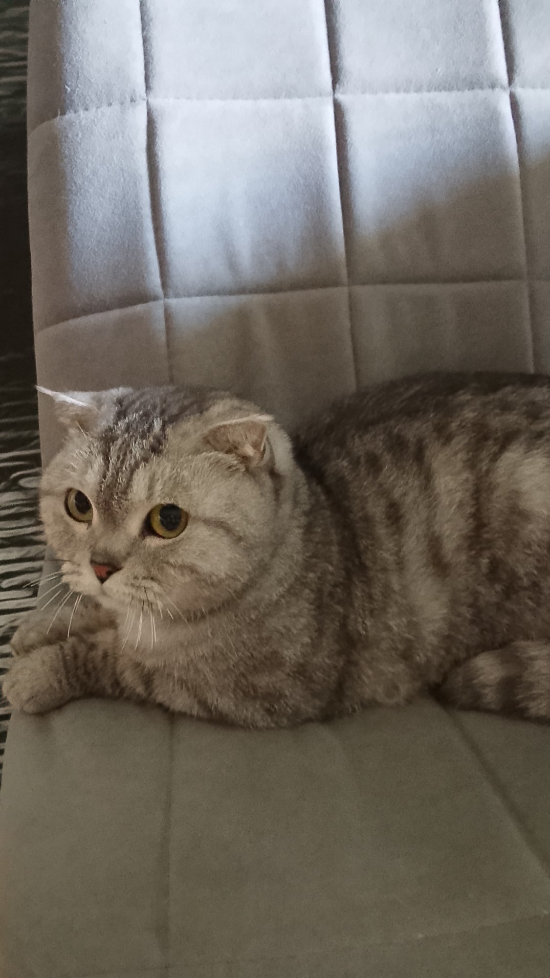 Моя кошка Мазда. 🐱 Милая?