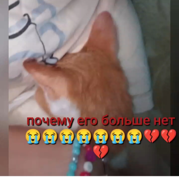 Чат