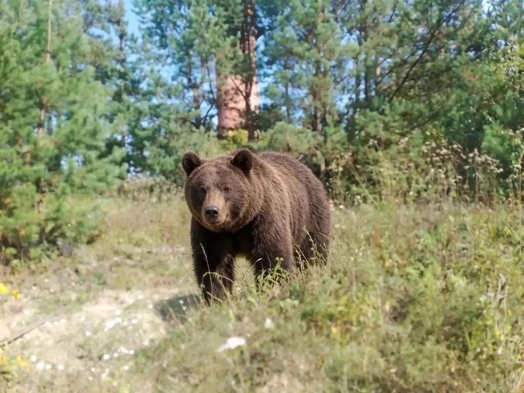 Чат