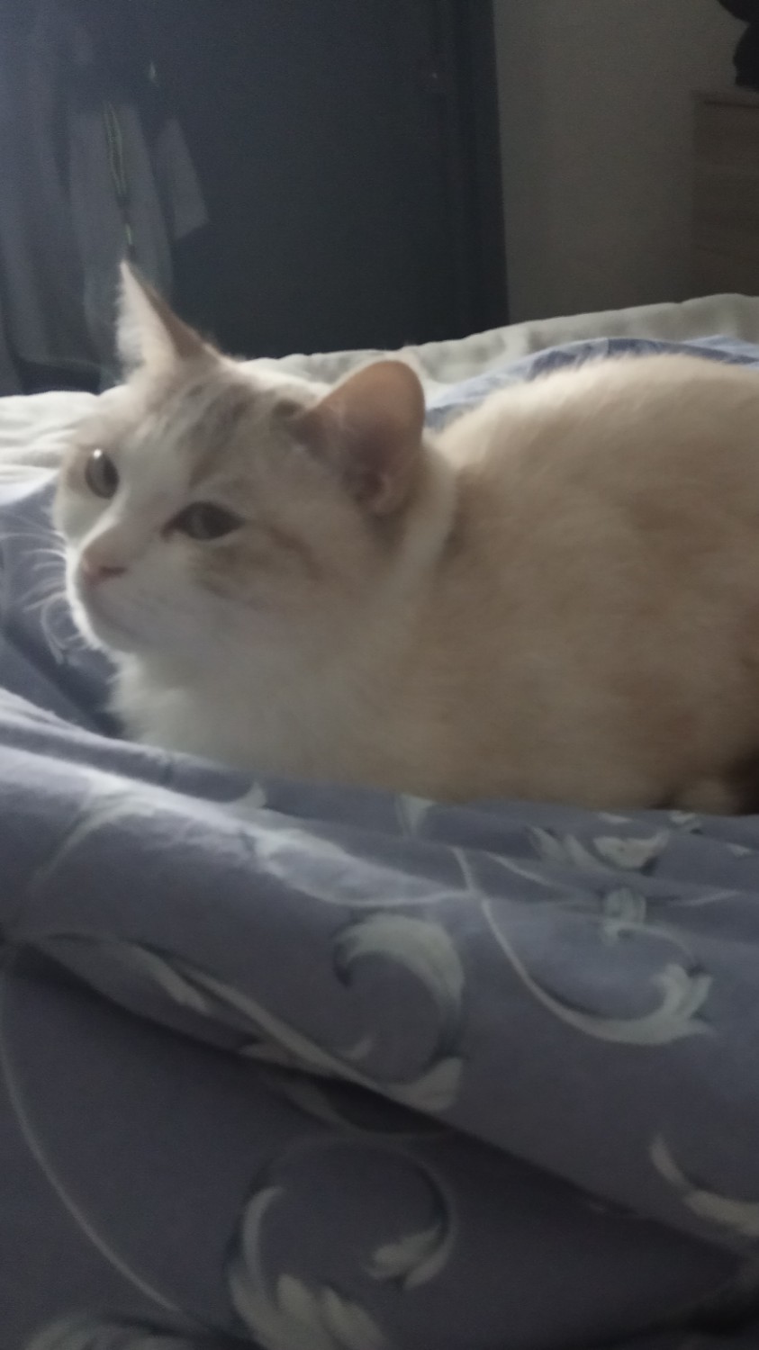 Моя вредная кошка