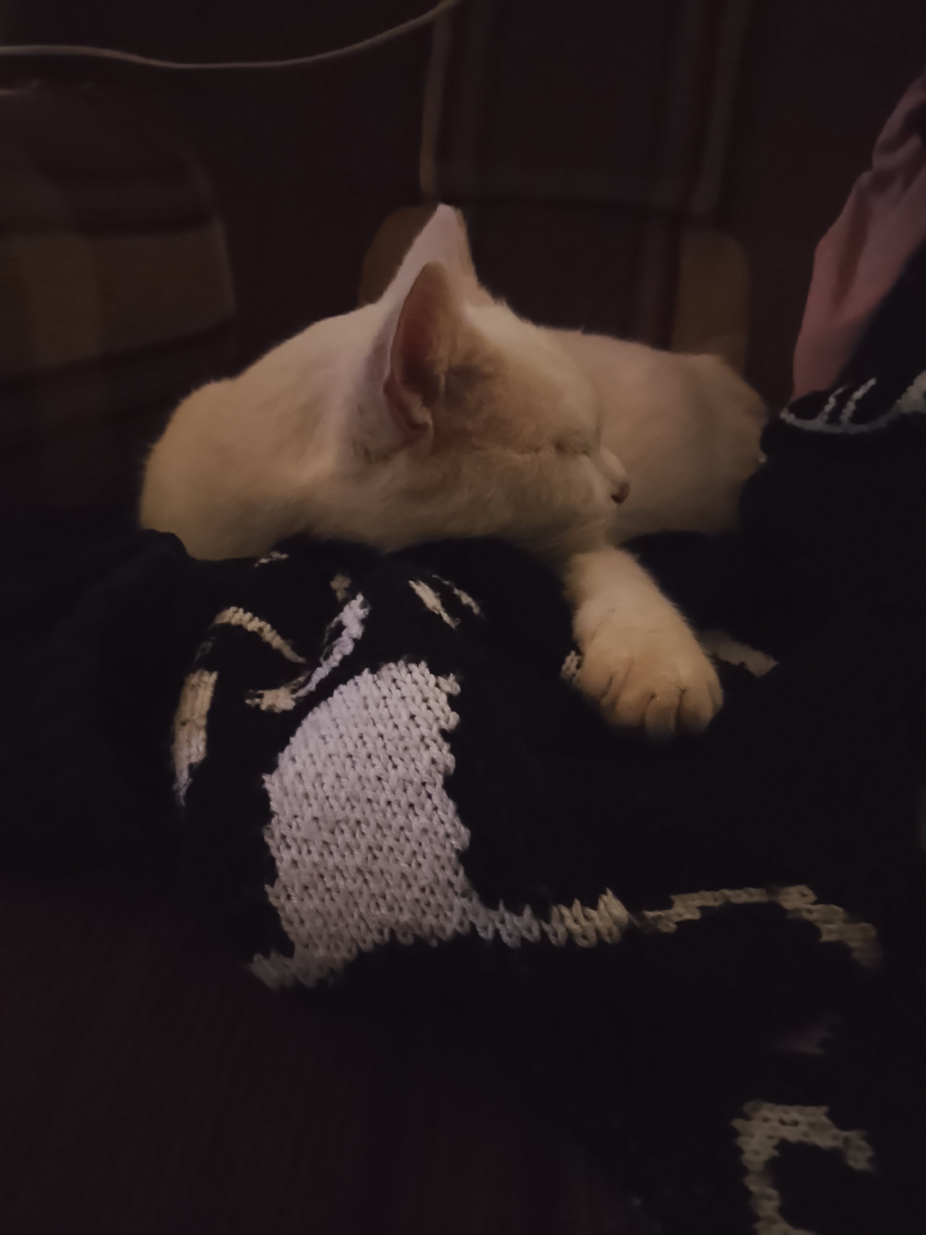 Спит на моей кофте