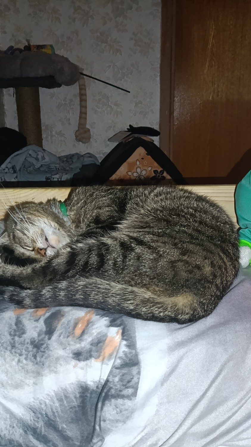 Мой малыш ещё спит 💖🐱💖