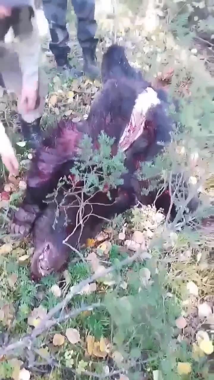 Чат