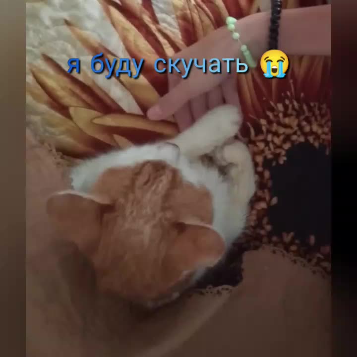 Сегодня Персик стал ангелом 😭🥺