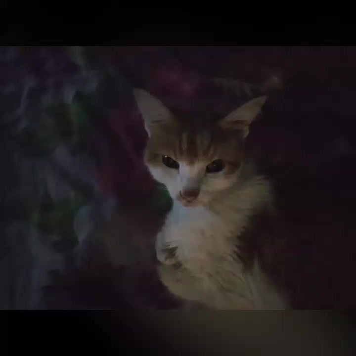 Как я  люблю его безумно 🥺❤️🥰😍❤️❤️❤️❤️❤️❤️❤️❤️❤️❤️❤️