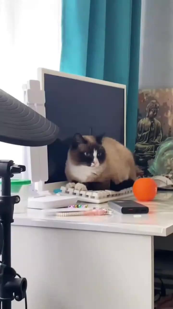 😼