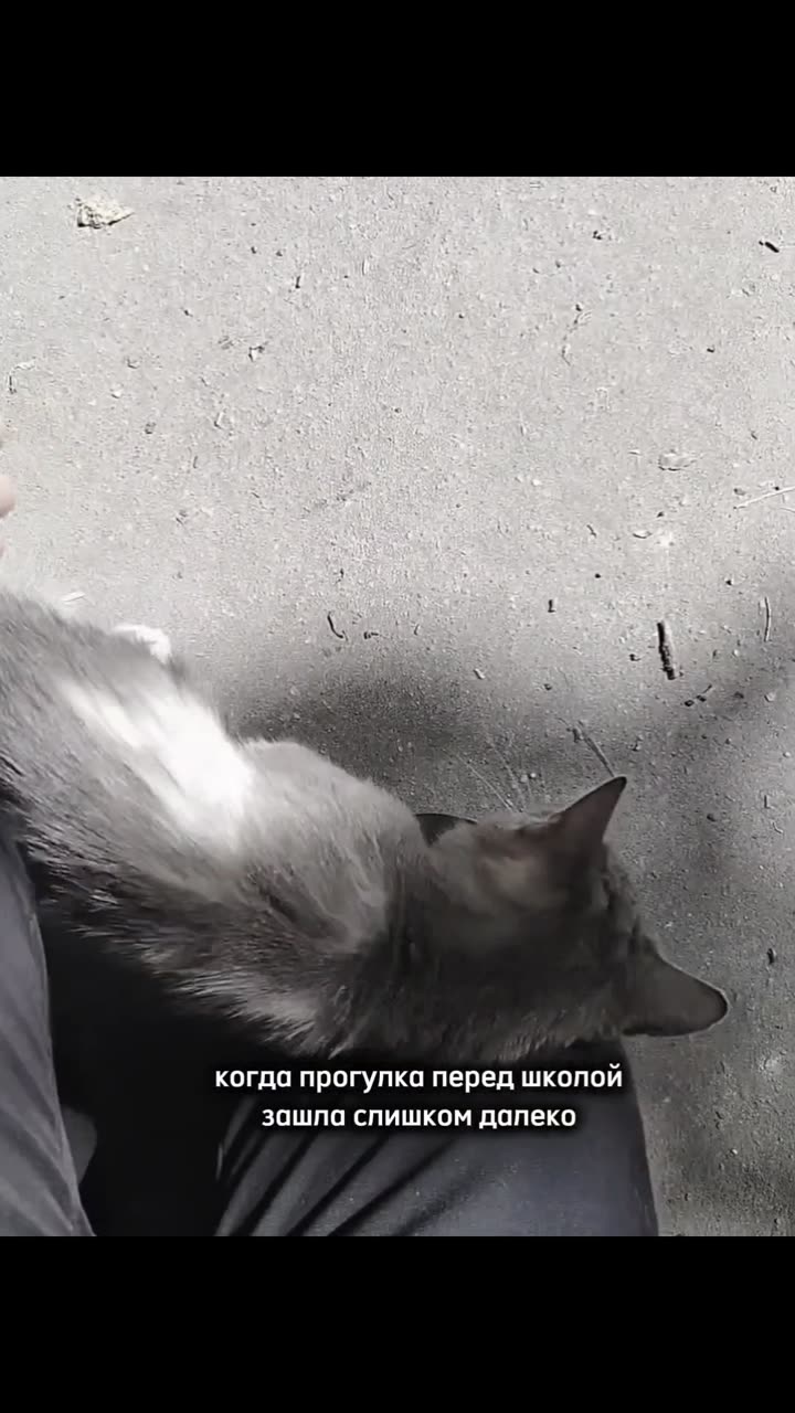 Чат
