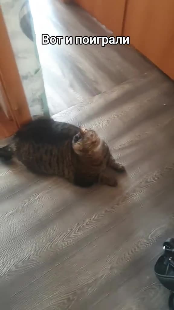 Чат
