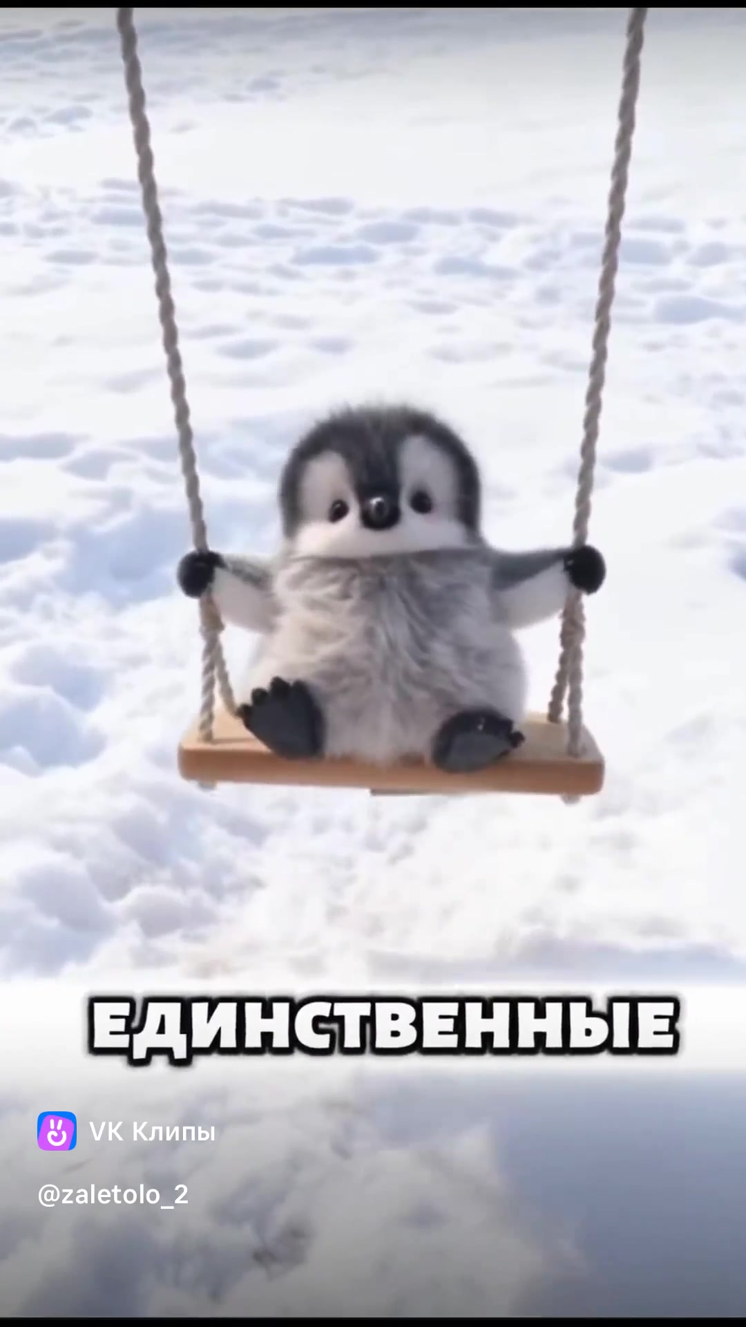 Пингвин наши