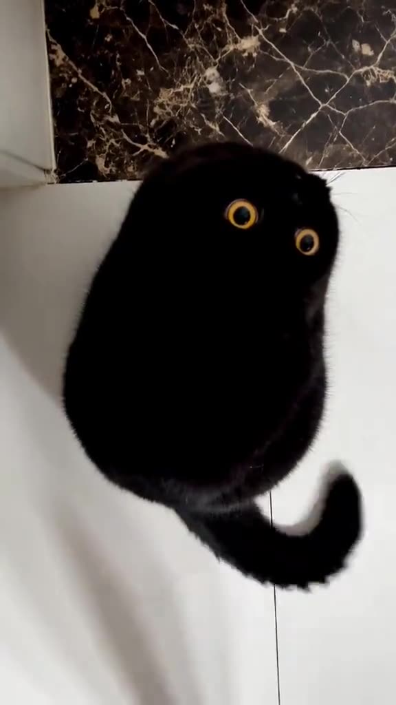 Чат