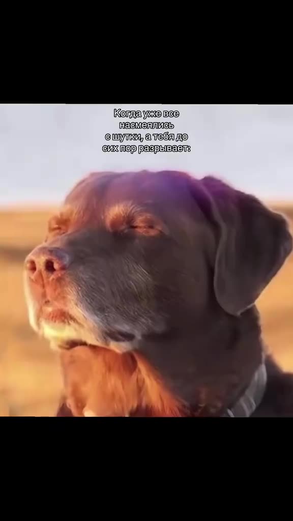 Чат