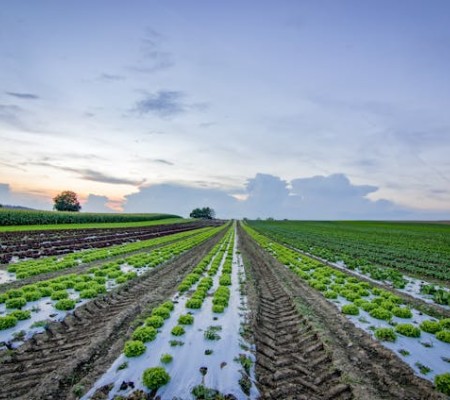 Agriculture – Africa–Europe Trade Growth Continues to Strengthen Export Opportunities