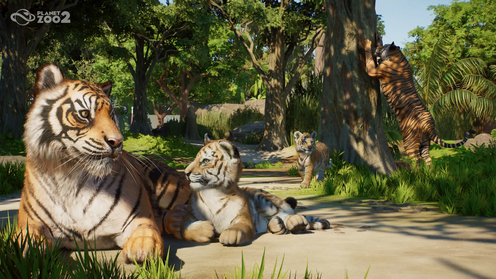Planet Zoo 2 screenshot showing a Sumatran tiger in a detailed habitat