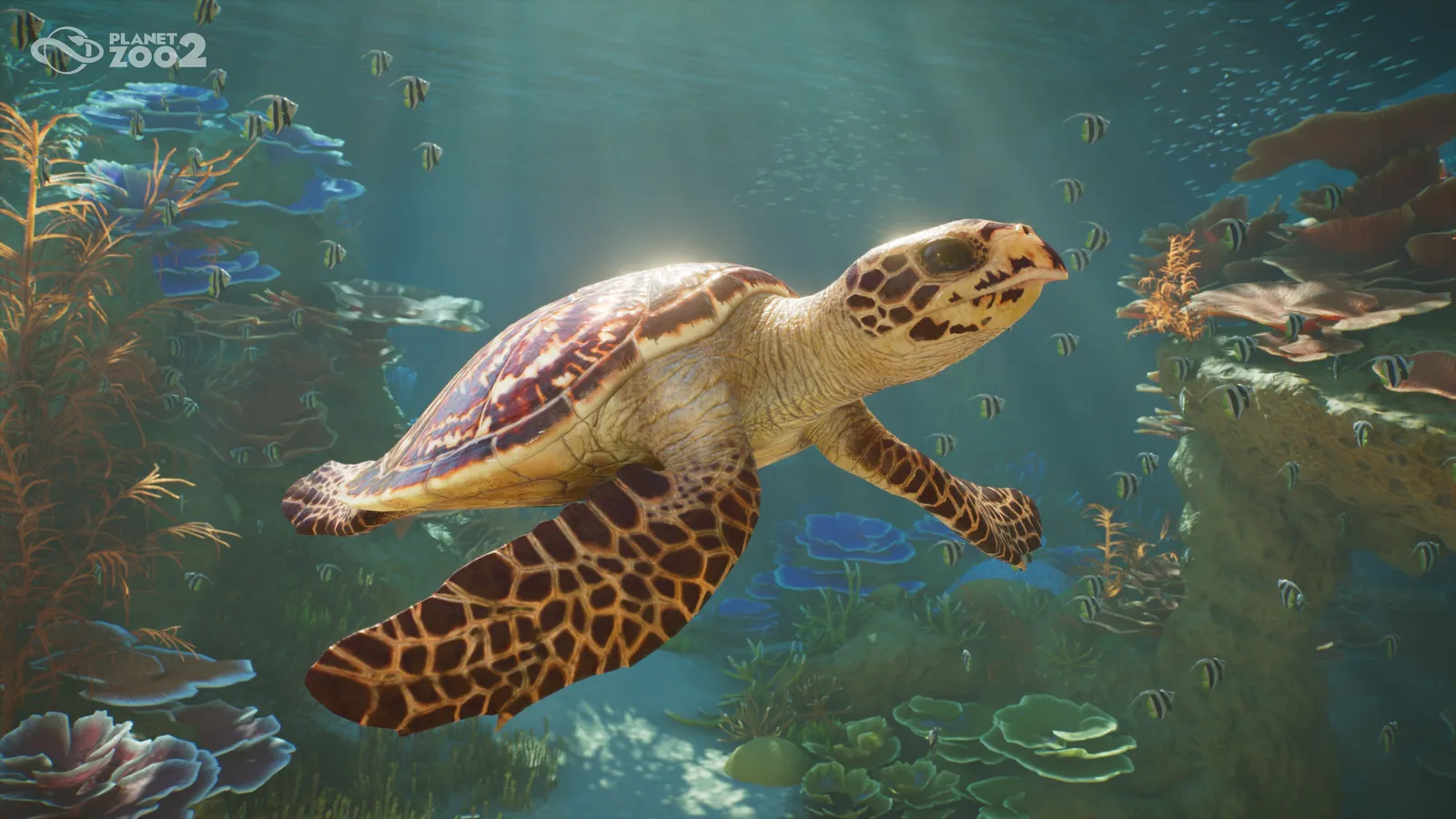 Planet Zoo 2 screenshot showing a hawksbill turtle in an aquarium habitat