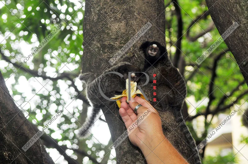 Sagui