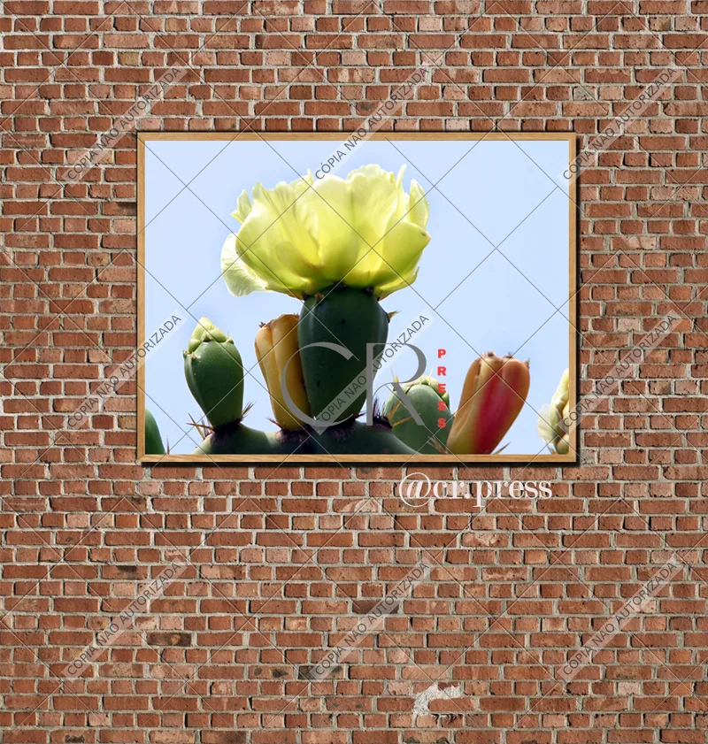 Ideias para Fine Art