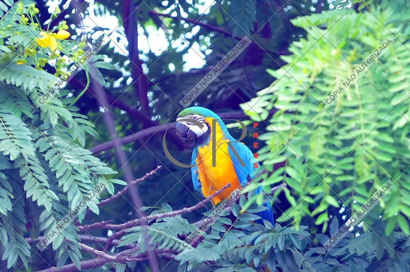 Arara Azul