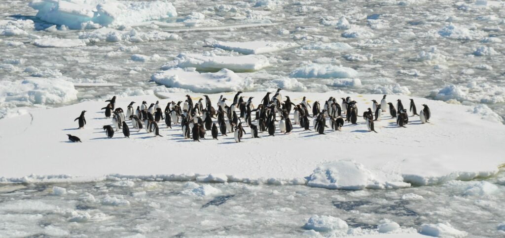 pinguim biodiversidade animais