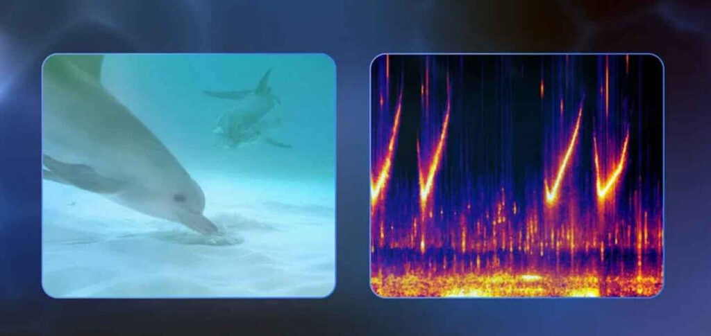DolphinGemma: IA do Google para decifrar a fala dos golfinhos