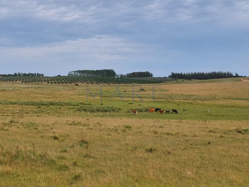 39 hectares of land in Garzón - Photo 3