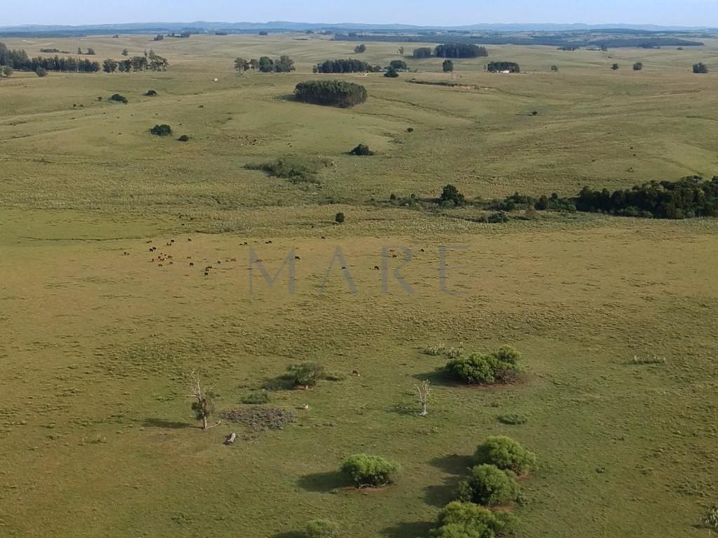 39 hectares of land in Garzón - Photo 2