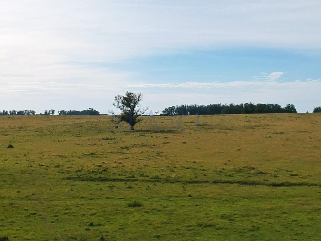 39 hectares of land in Garzón - Photo 4