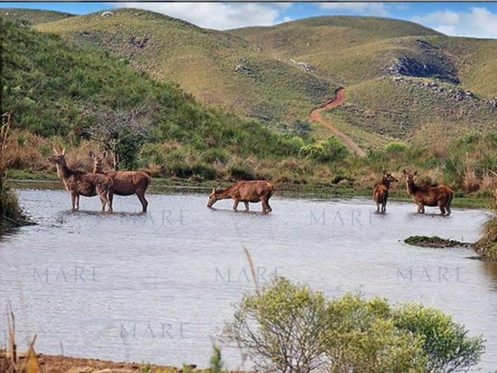 Campo de 1500 has. en Isla Patrulla, Treinta y Tres. - Foto 3