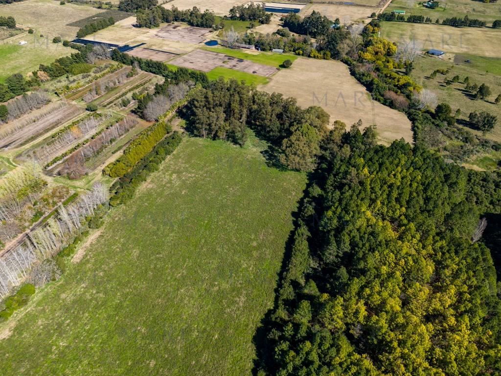 8.8 Hectares near La Pataia and Laguna del Sauce - Photo 5