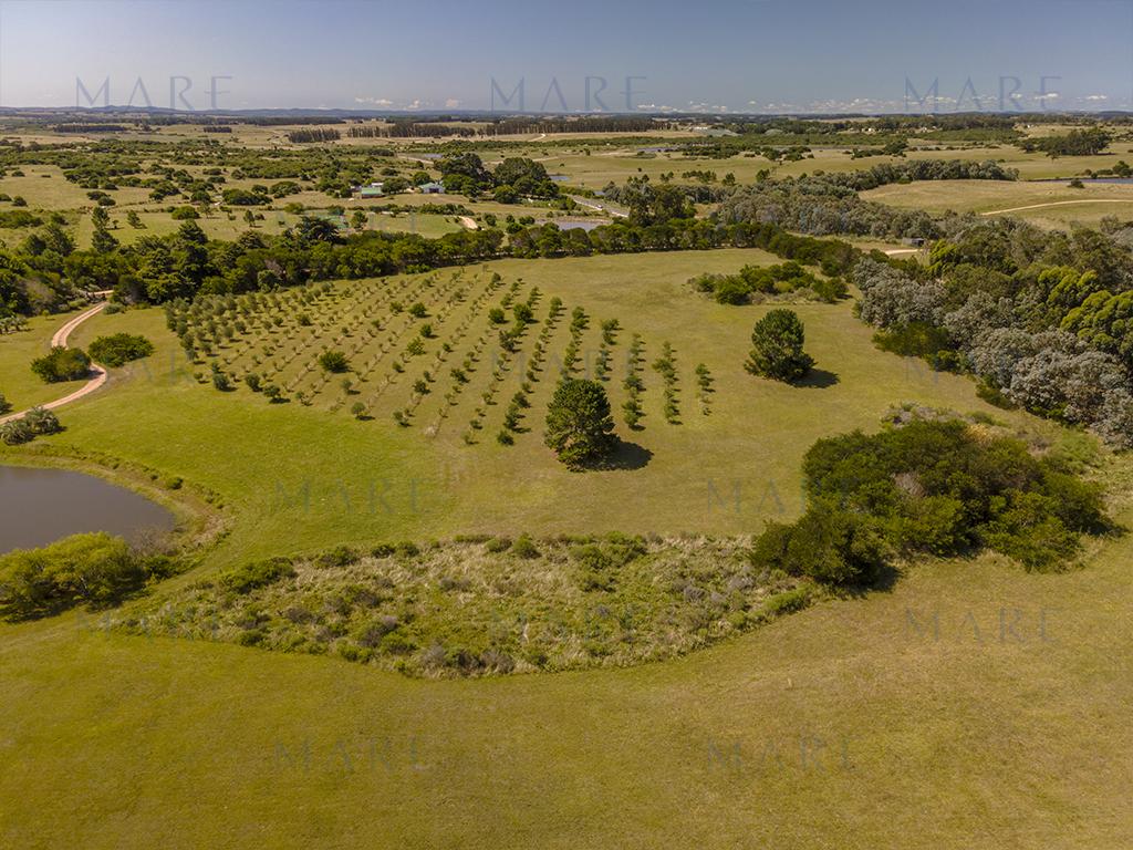 3-hectare farm in Jose Ignacio - Photo 6