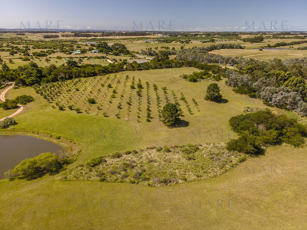 3-hectare farm in Jose Ignacio - Photo 7