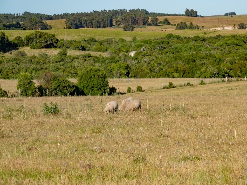 Campo de 177 Has con Frente sobre el Arroyo José Ignacio - Foto 30