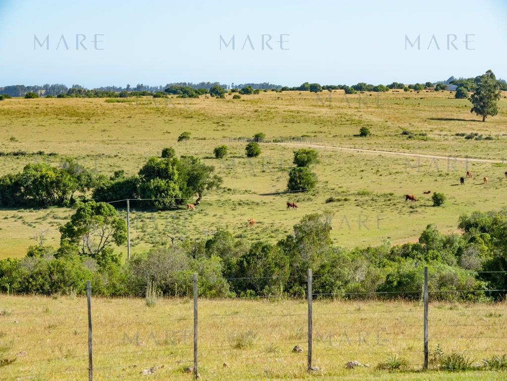 Campo de 177 Has con Frente sobre el Arroyo José Ignacio - Foto 25