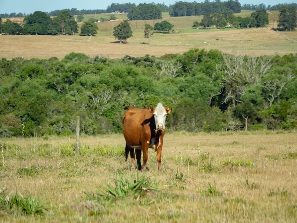 Campo de 177 Has con Frente sobre el Arroyo José Ignacio - Foto 29