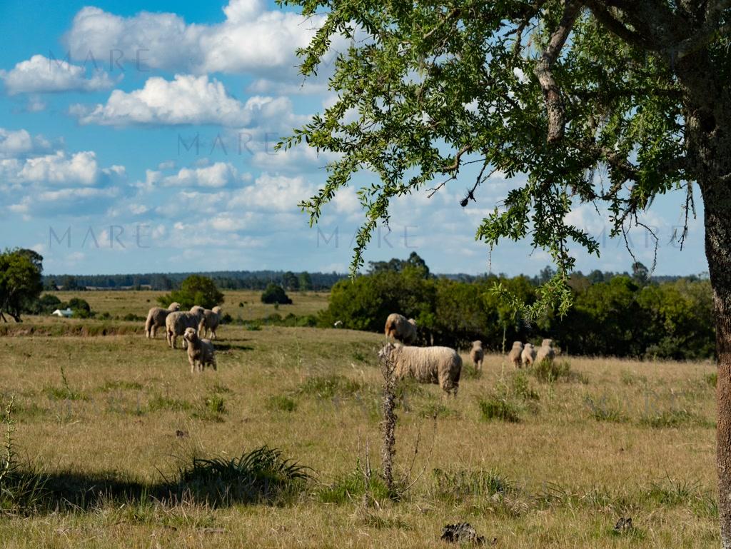 Campo de 177 Has con Frente sobre el Arroyo José Ignacio - Foto 23