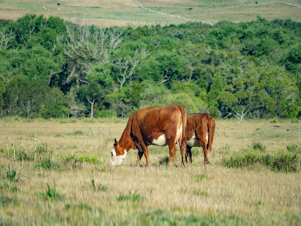 Campo de 177 Has con Frente sobre el Arroyo José Ignacio - Foto 22