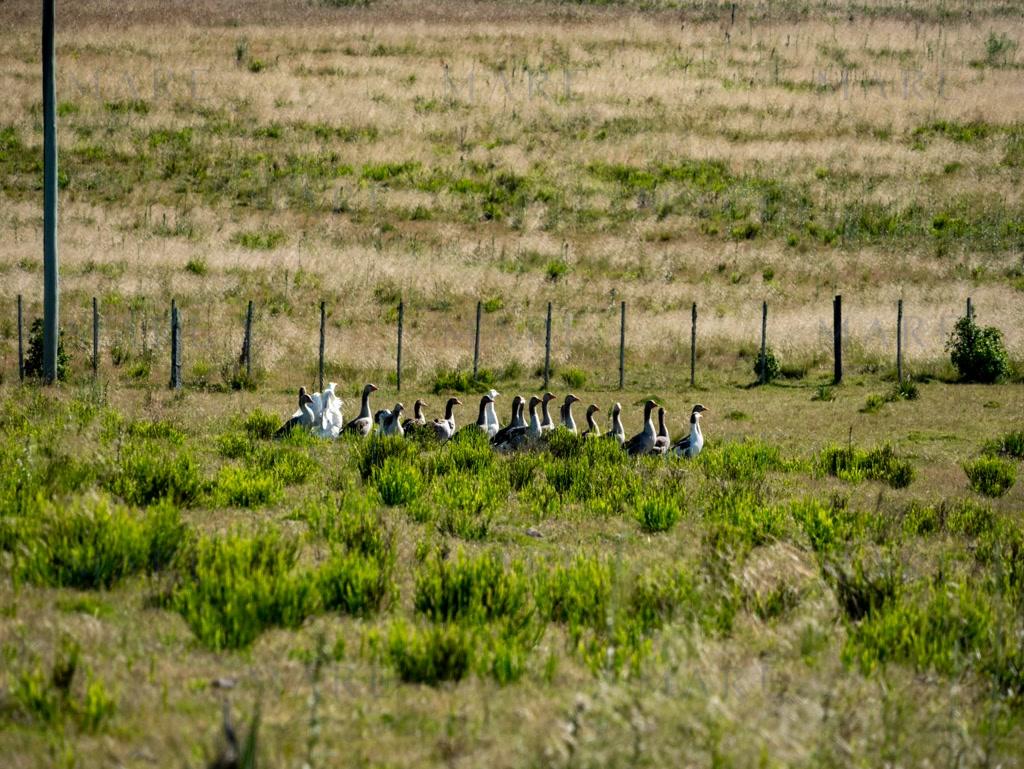 Campo de 177 Has con Frente sobre el Arroyo José Ignacio - Foto 54