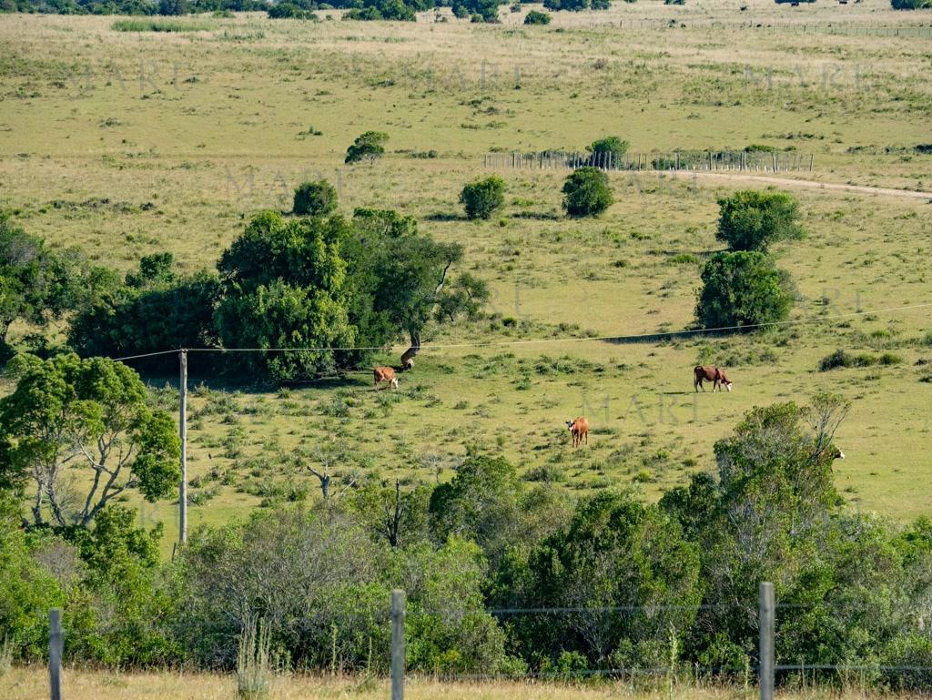 Campo de 177 Has con Frente sobre el Arroyo José Ignacio - Foto 4