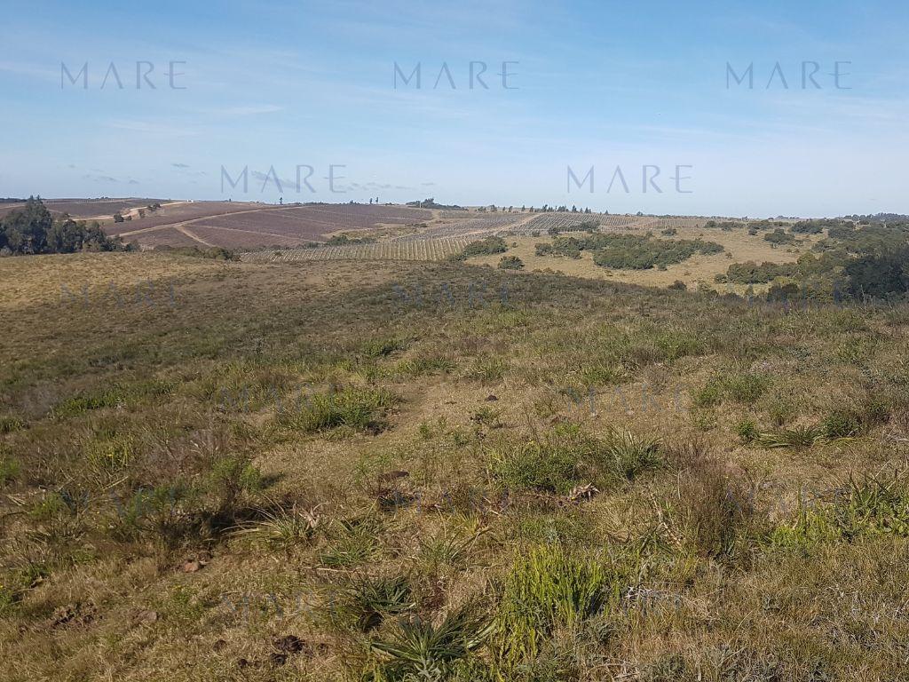 24 Hectáreas con Vistas a las Sierras en José Ignacio - Foto 4