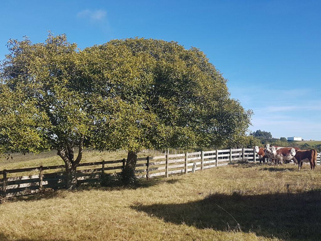 24 Hectáreas con Vistas a las Sierras en José Ignacio - Foto 5