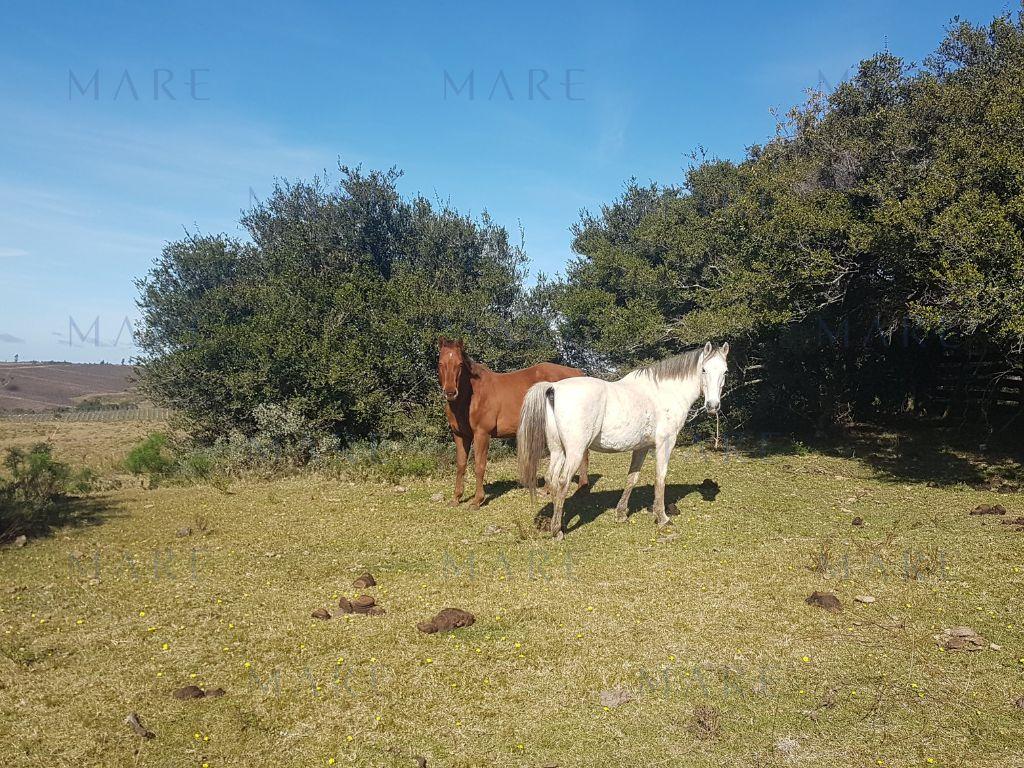 24 Hectáreas con Vistas a las Sierras en José Ignacio - Foto 7