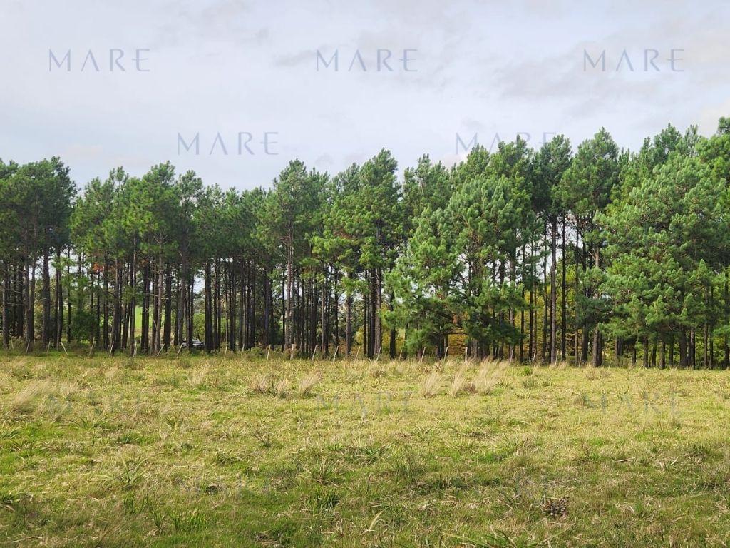 3.3 hectares in the Whale Quarry - Photo 4
