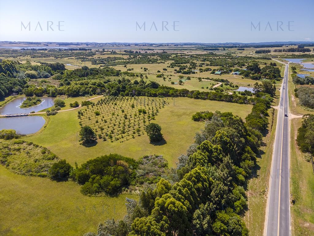 Laguna Propia y Olivos en José Ignacio - Foto 11